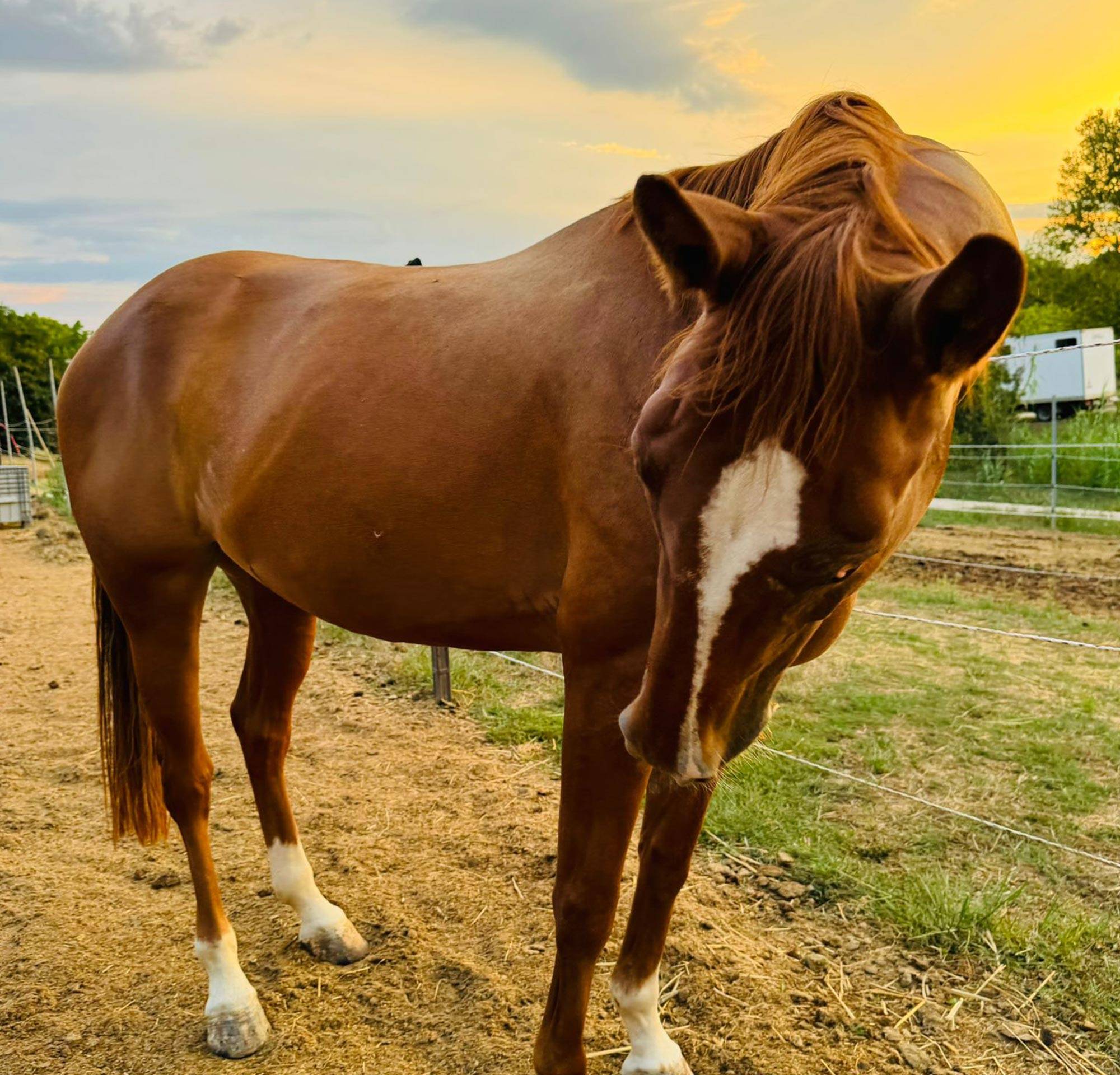 Passeggiata a Cavallo